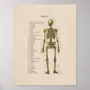 Spanish Vintage Anatomy Print Skeleton