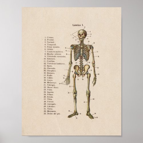 Spanish Vintage Anatomy Print Skeleton