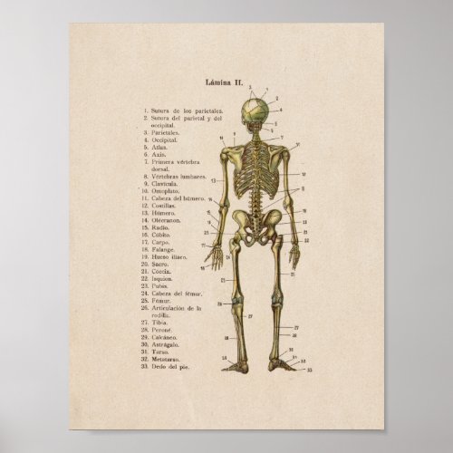 Spanish Vintage Anatomy Print Skeleton Bones