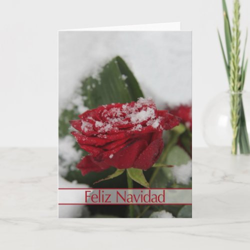 Spanish Winter rose Christmas card