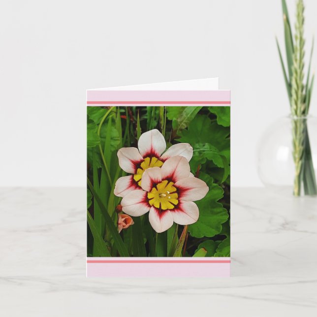 Sparaxis flowers  card (Front)