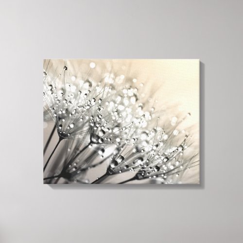 Sparkling Dew Dandelion Antique White Background Canvas Print