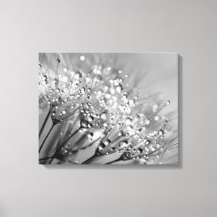 Sparkling Dew Dandelion Silver Gray Background Canvas Print