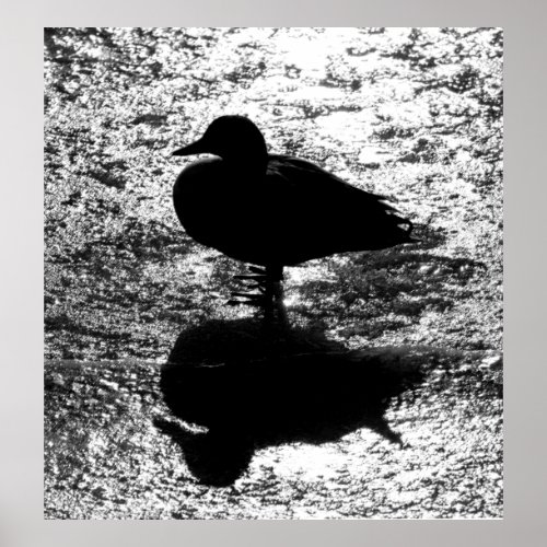 Sparkling Duck Silhouette Black and White Poster