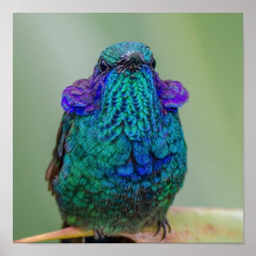 Sparkling Hummingbird Green Blue Violet Poster