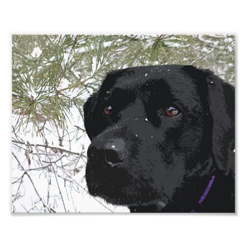 Sparkling Pines _ Snow Labrador _ Black Lab Photo Print