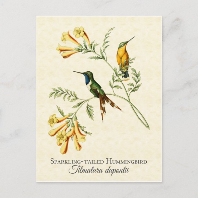 Sparkling Tailed Hummingbird Vintage Art Postcard (Front)