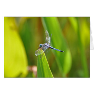 Sparkly Dragonfly Cards