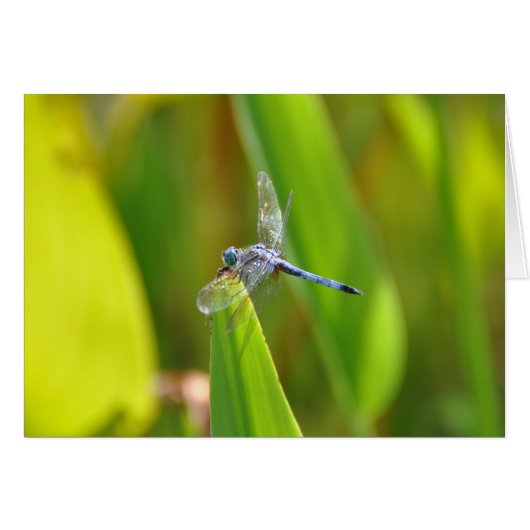 Sparkly Dragonfly Cards (Front Horizontal)