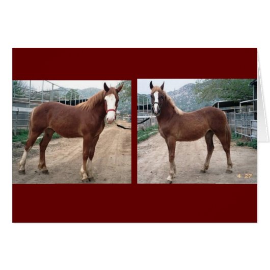 Sparky & Susie (Front Horizontal)