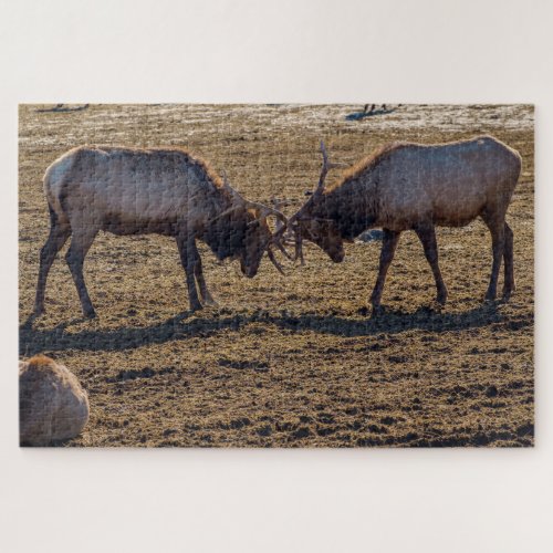 Sparring Bull Elk Jigsaw Puzzle