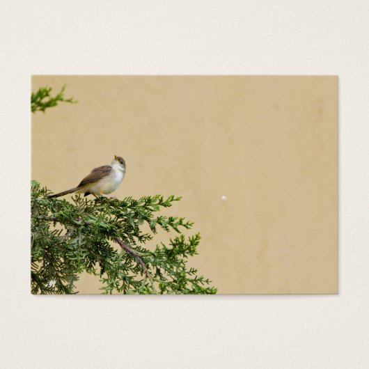 Sparrow (Front)