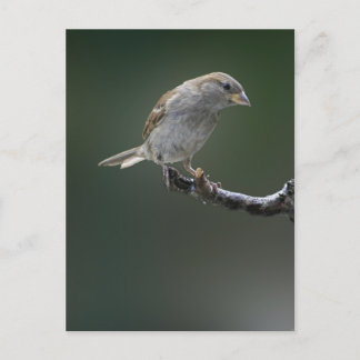 Sparrow  1 postcard