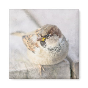 Sparrow - After The Transatlantic Magnet