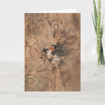 Sparrow Bird Funny Birdwatcher Retirement Congrats