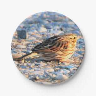 Sparrow Bird Paper Plates