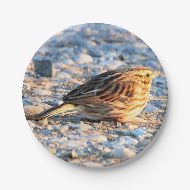 Sparrow Bird Paper Plates (Front)
