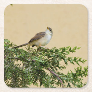 Sparrow Bird Photograph Square Paper Coaster