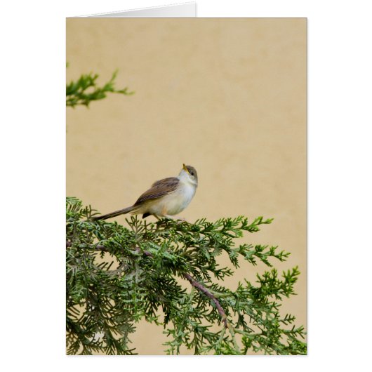 Sparrow Cards (Front)