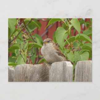 sparrow field Flagstaff, Arizona Postcard