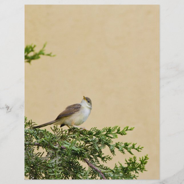 Sparrow Flyer (Front)