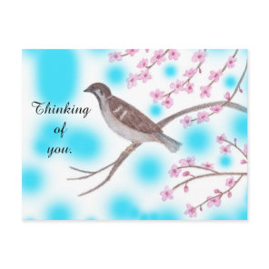 Sparrow in Cherry Blossom Tree Sky Postcards