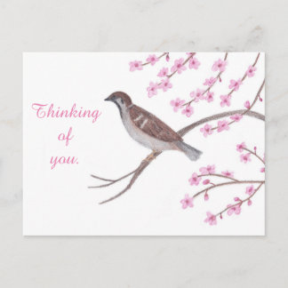 Sparrow in Cherry Blossom Tree Thinking Postcards