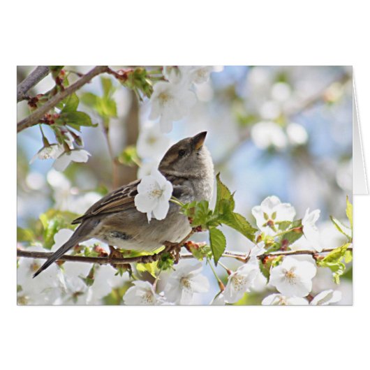 Sparrow in cherry blossoms cards (Front Horizontal)