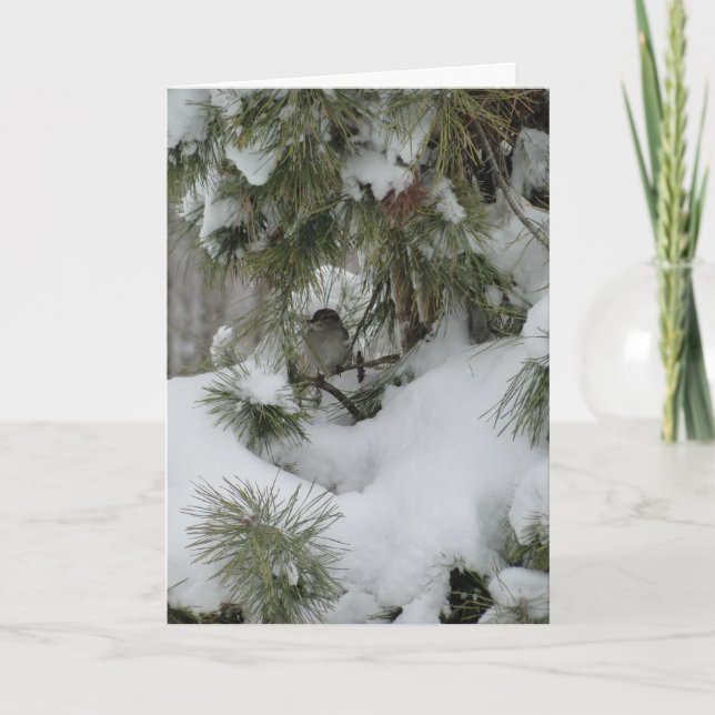 Sparrow In Snowy Evergreen Card (Front)