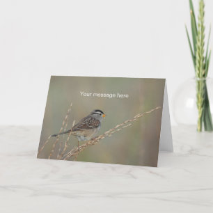 Sparrow in the Grass 2 Greeting Card