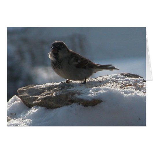 Sparrow in the Snow Cards (Front Horizontal)