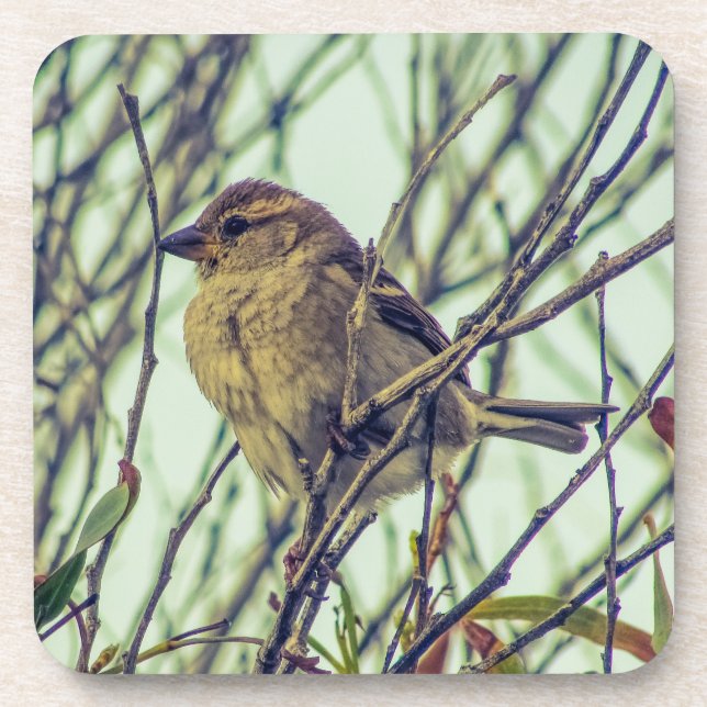 Sparrow in Tree Beverage Coaster (Front)