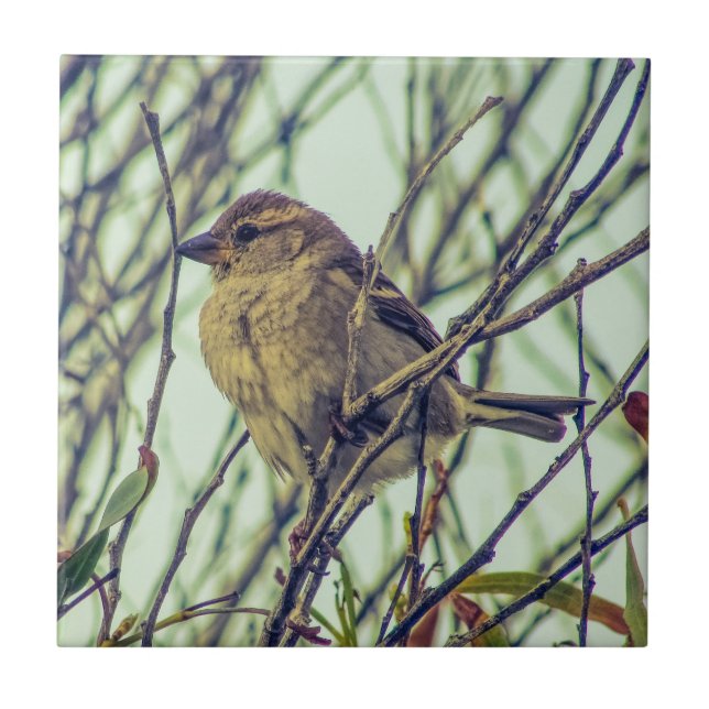 Sparrow in Tree Ceramic Tile (Front)