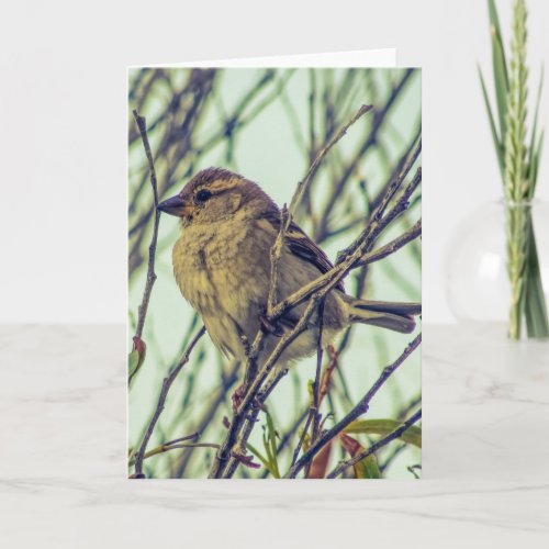 Sparrow in Tree Photo Card