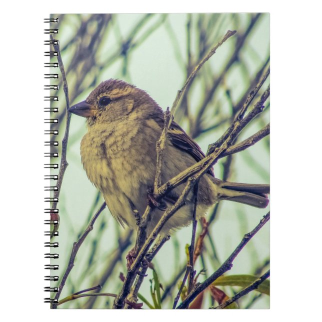 Sparrow in Tree Photo Notebook (Front)