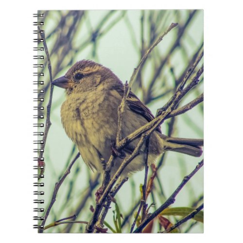 Sparrow in Tree Photo Notebook