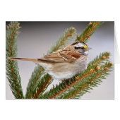 Sparrow in Winter (Front Horizontal)