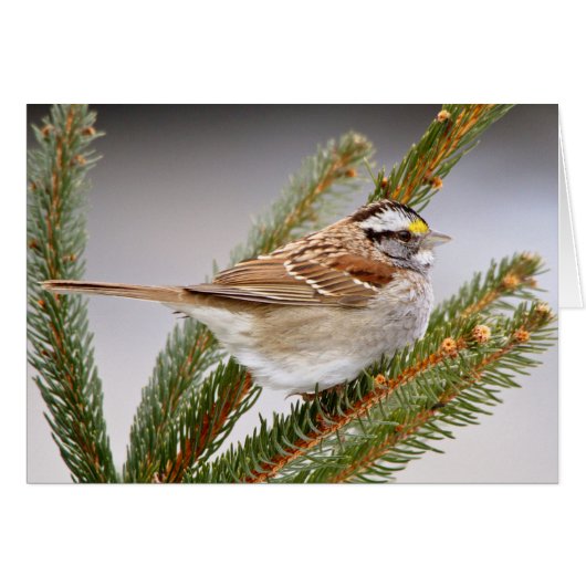 Sparrow in Winter Cards (Front Horizontal)