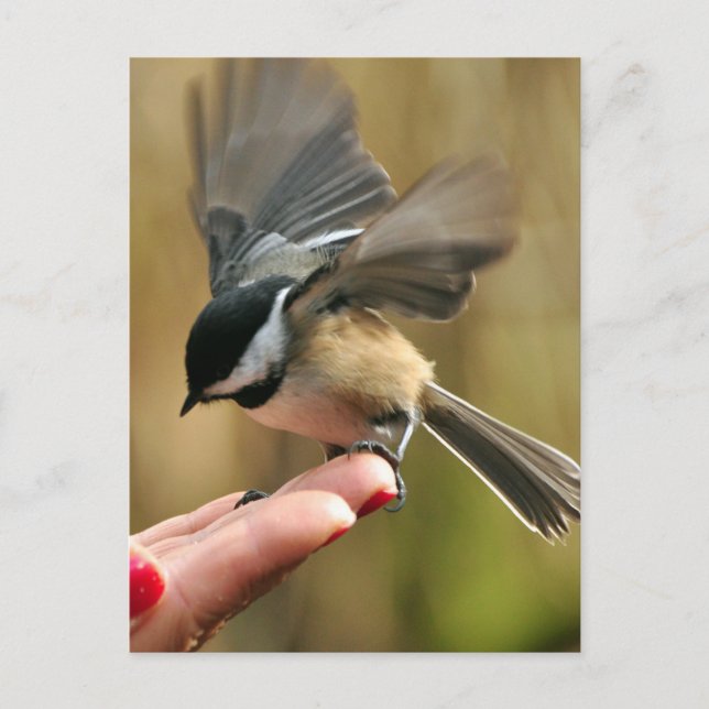 Sparrow is landing on my wife's hand  Postcard (Front)