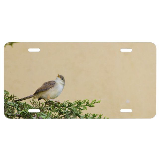 Sparrow  license plate (Front)