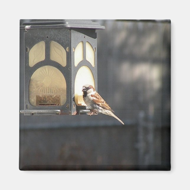 Sparrow magnet (Front)