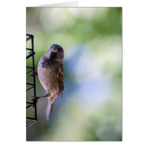 Sparrow Moment for Me