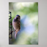 Sparrow Moment For Me Poster at Zazzle