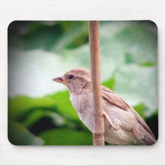 Sparrow Mouse Pad