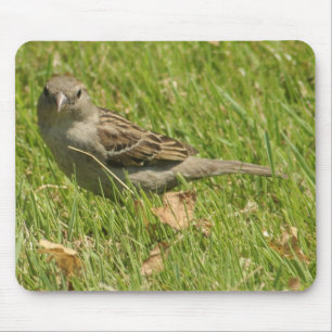 sparrow mouse pad