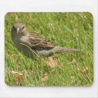 sparrow mouse pad