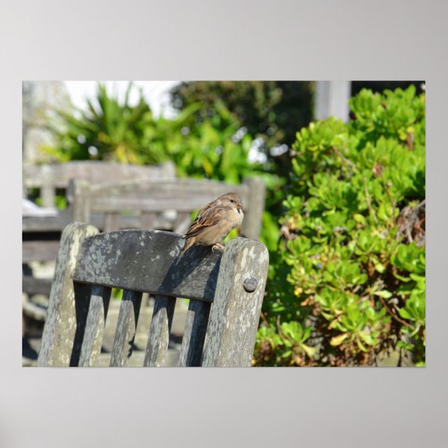 Sparrow On A Garden Chair Poster (Front)
