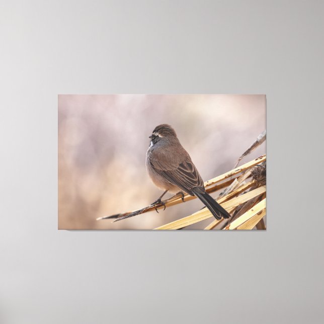 Sparrow on a Thin Branch  Canvas Print (Front)