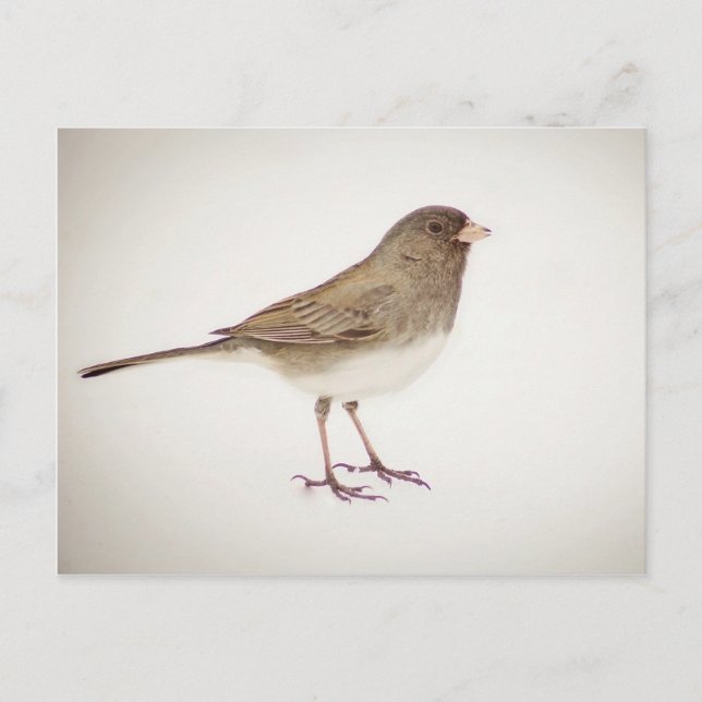 Sparrow on Snow-1 Postcard (Front)