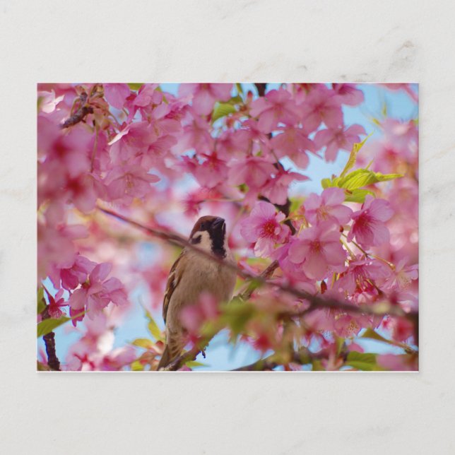 Sparrow on the cherry tree postcard (Front)